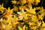 Crocosmia Solfaterre - Golden flowers